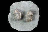 Pair Of Fossil Brachiopods (Platystrophia) - Indiana #95959-1